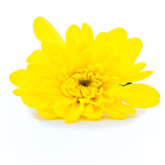 Yellow camomile on a white background