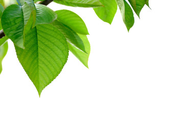 feuilles vertes de cerisier sur fond blanc