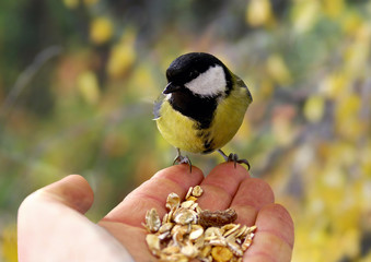 tit from a hand his feeding
