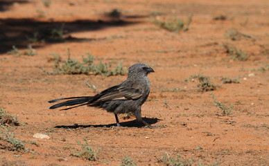 apostlebird