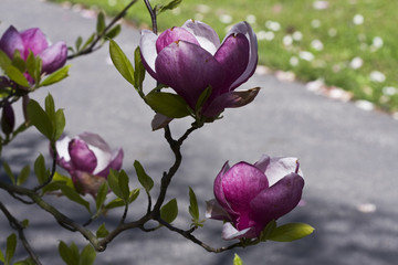 Magnolia