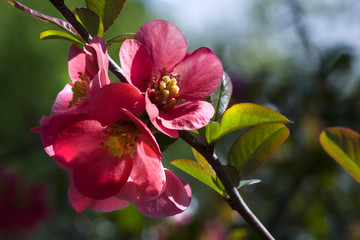 Obraz premium Pink blossom