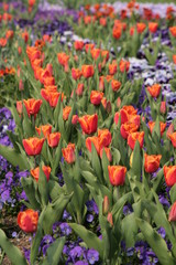 Blumenfeld mit Tulpen