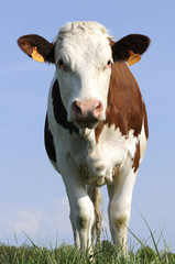 curiosité bovine