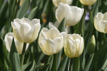 Tulpen - weiß