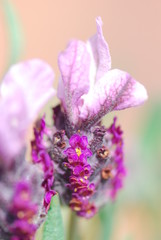 Lavanda Inglese