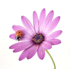 ladybug on pink flower © Noam