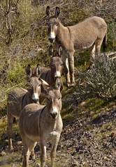 A small herd of wild donkeys or burros in Arizona © desertsolitaire
