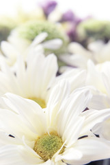 festive background of summer flowers with white and green chrysa