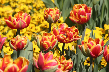 Gelbes Blumenmeer