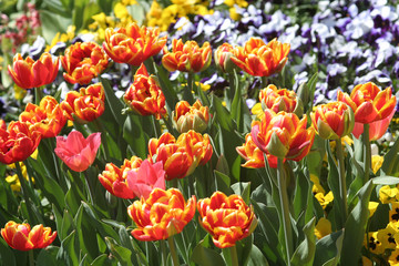 Obraz premium Tulpen und violas
