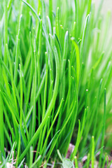 Fototapeta na wymiar green grass close up