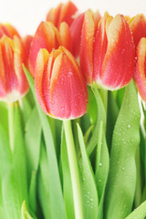 Fototapeta premium red tulips