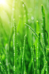 Obraz na płótnie Canvas Dew on green grass