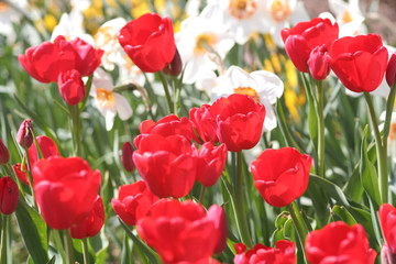 Rote Tulpen 2