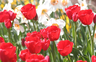Rote Tulpen 1