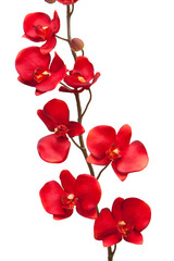 Red orchid