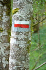 balise de grande randonnée sur un arbre