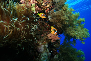 Fototapeta na wymiar Anemonefish in coral reef