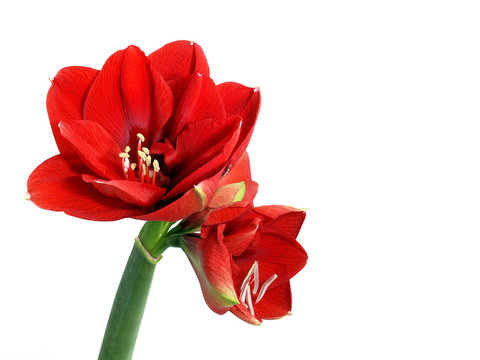 Amaryllis flower
