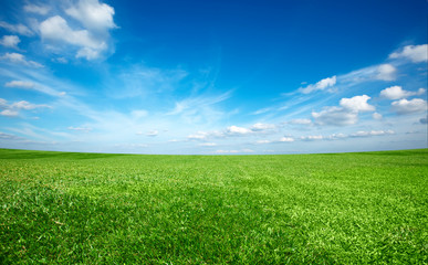 Fototapeta premium Field of green fresh grass under blue sky