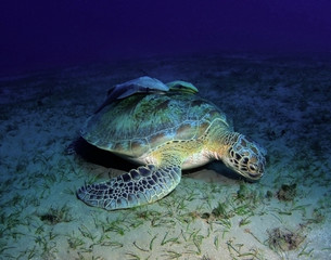Hawkbill sea turtle