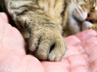 Cat paw