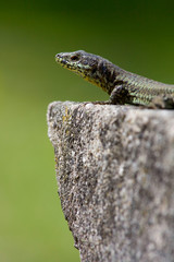 lezard au soleil