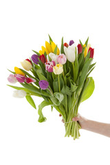Hand holding bouquet of colorful Dutch tulips