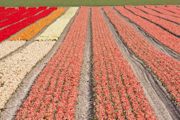 Fototapeta premium Dutch bulb fields with tulips