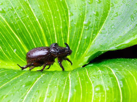 Rhino beetle