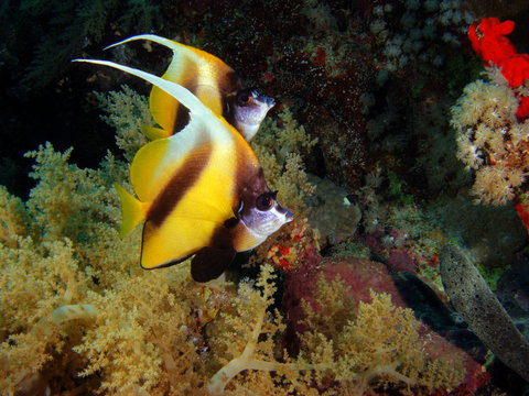 Couple of bannerfish