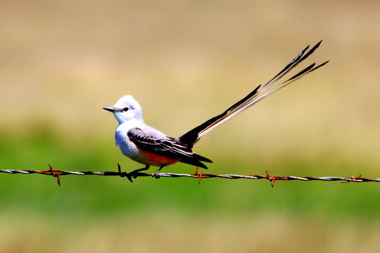 Scissor Tail Bird