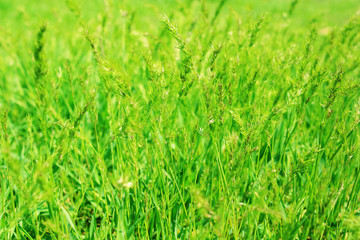 Fototapeta na wymiar spring green grass - shallow depth of field
