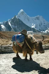 Papier Peint photo Lavable Népal Yak - Lastentier im Himalaja