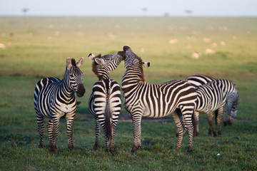Fototapeta na wymiar Zebra Kiss