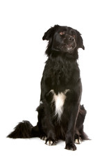 Border collie dog isolated on a white background