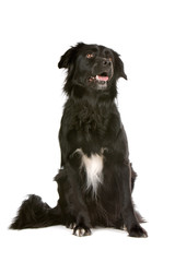 border collie dog with open mouth