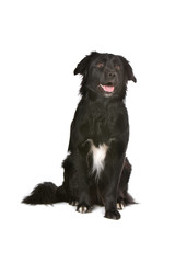 border collie dog with open mouth