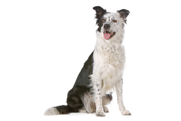 border collie dog sticking out tongue