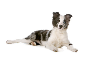 border collie puppy lying on the floor