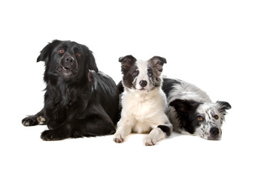 group of three border collie dogs ( 1 puppy)
