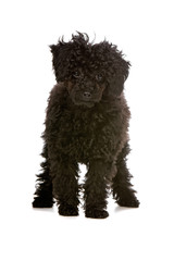 toy poodle puppy looking at camera