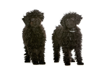two toy poodle dog isolated on a white background