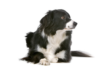 black and white border collie isolated on a white background