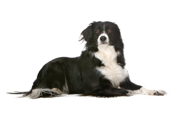 Border collie dog isolated looking at camera