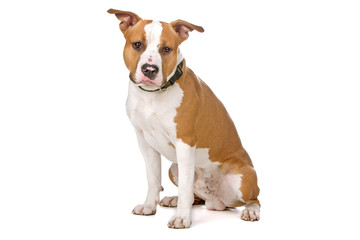 american stafford dog isolated on a white background
