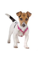 front view of a cute jack russel terrier puppy