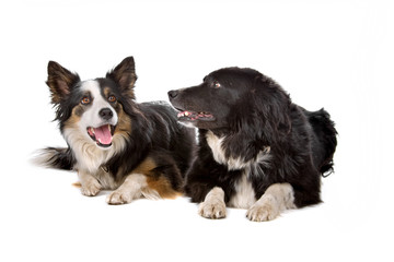 two border collie dogs lying on the floor