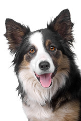 head of a border collie dog isolated on a white background - obrazy, fototapety, plakaty